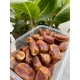 Sugai Dates of Madina 250 Grams 